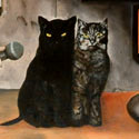 Grosses Katzen Interview  
Öl auf Leinwand  
100 x 100 cm